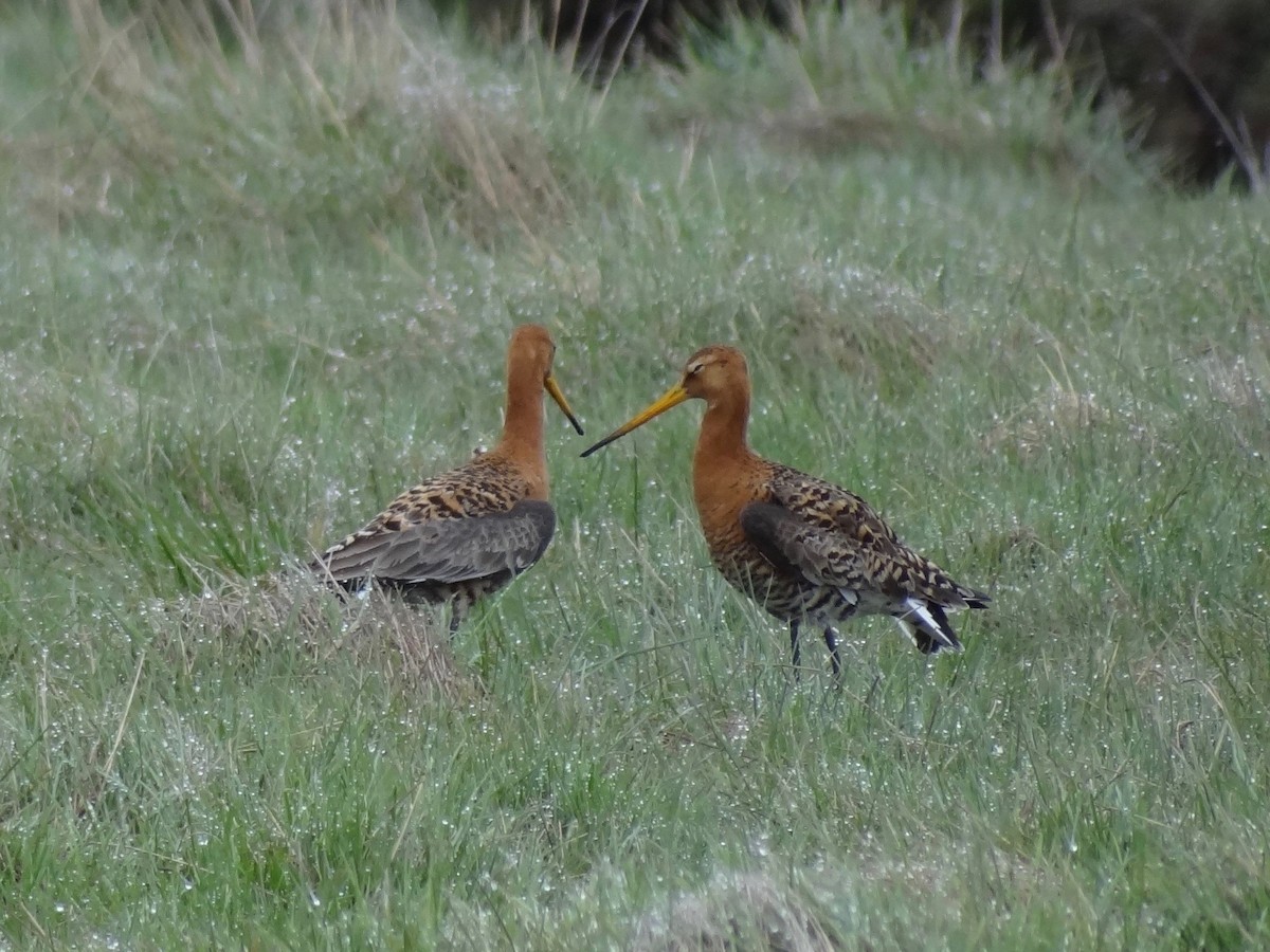 Black-tailed Godwit - ML102939681