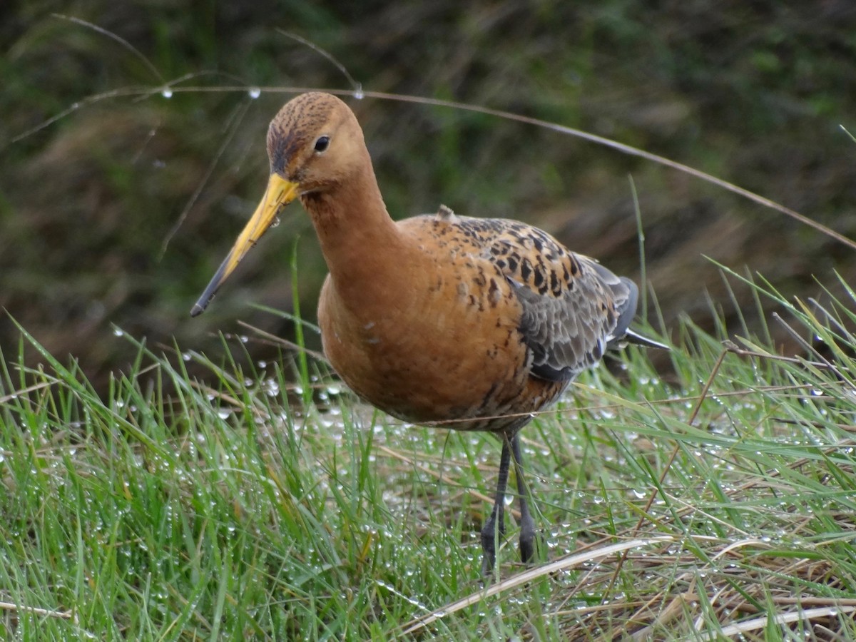 Black-tailed Godwit - Jeffrey Roth