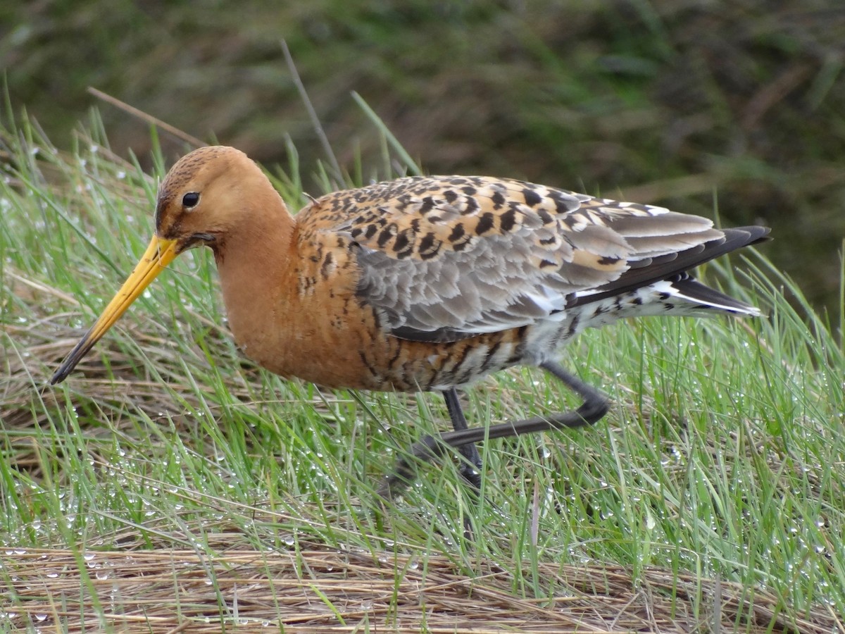 Black-tailed Godwit - ML102939731