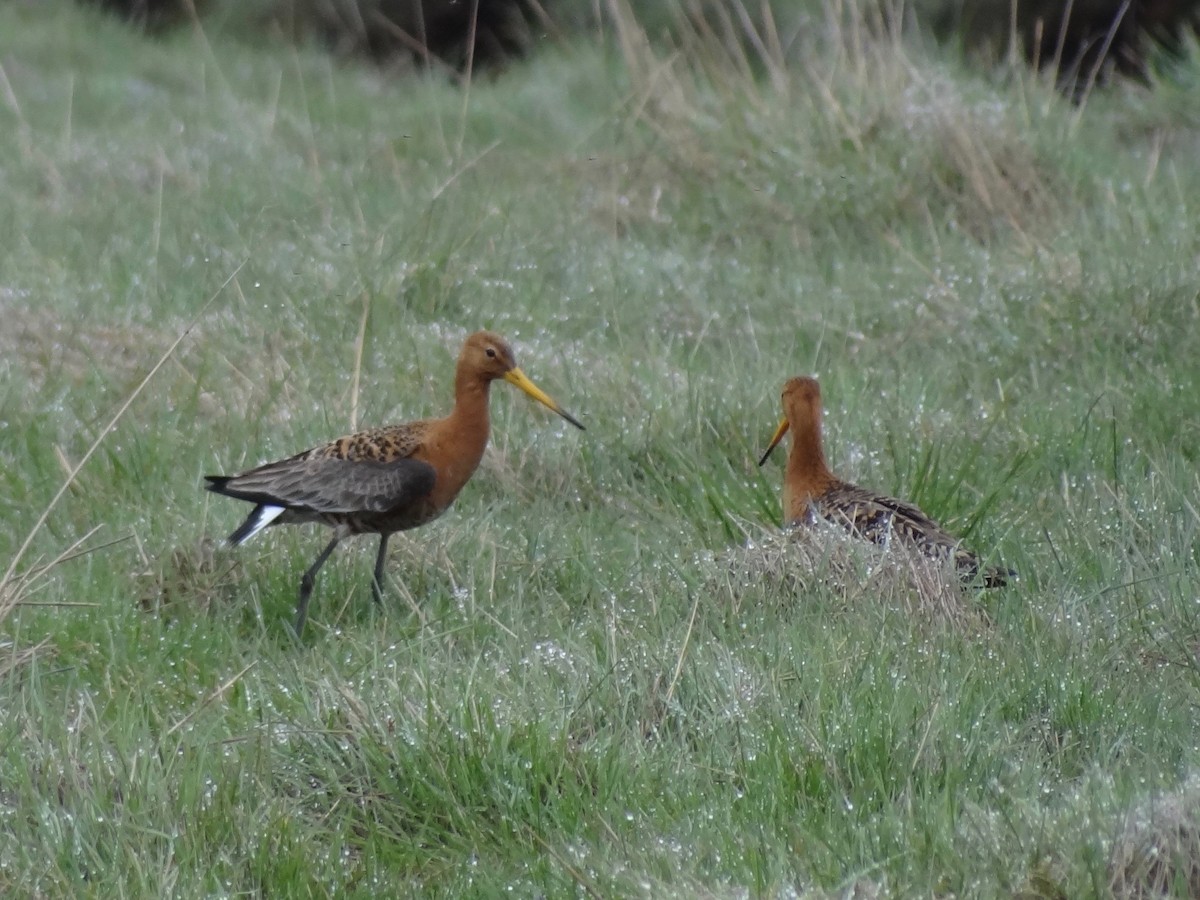 Black-tailed Godwit - ML102939741