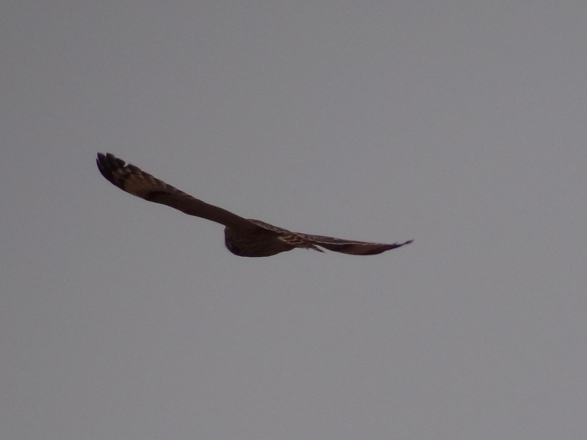 Short-eared Owl - ML102939831