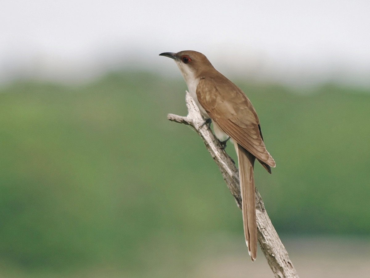 Black-billed Cuckoo - Bill Bunn