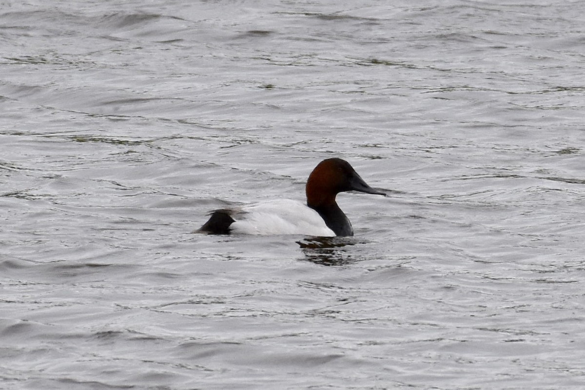 Canvasback - ML102940381