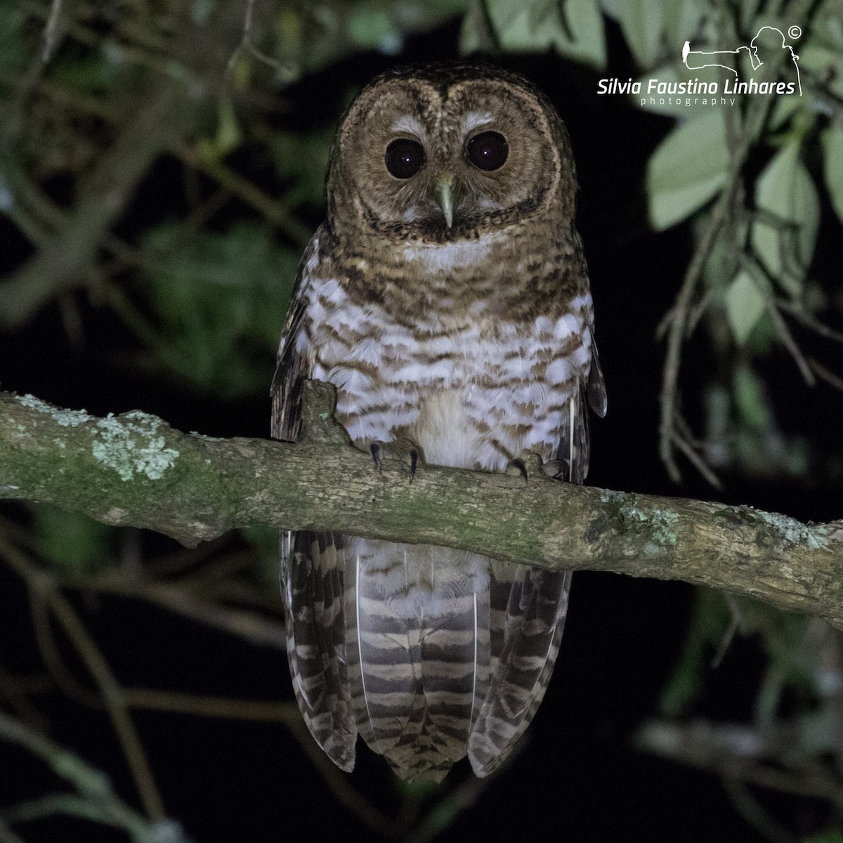 Rusty-barred Owl - Silvia Faustino Linhares