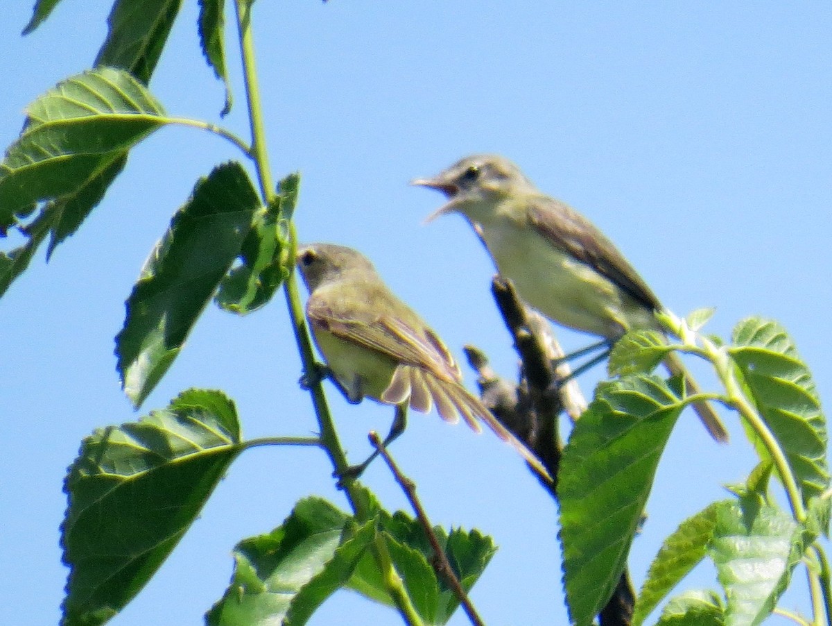 Bell's Vireo - Greg Swick