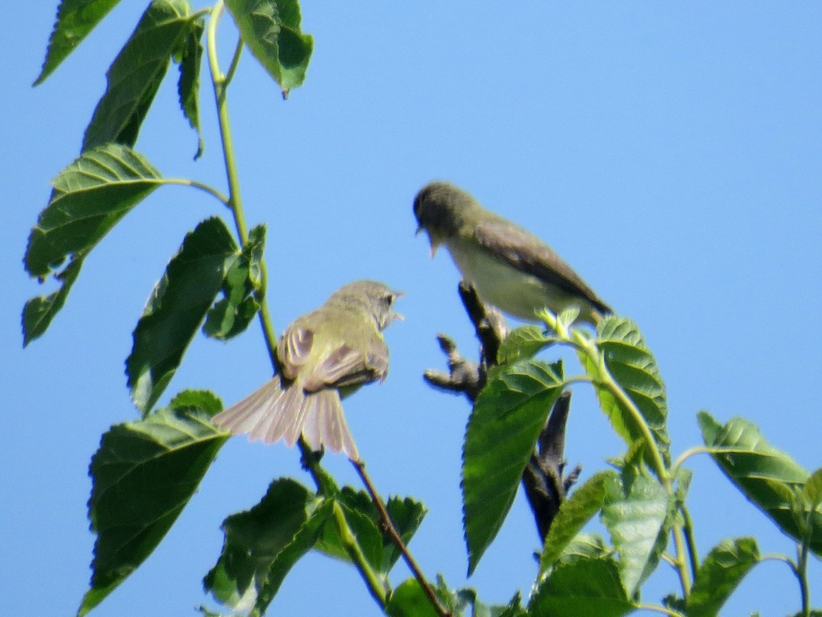 Bell's Vireo - ML102941801