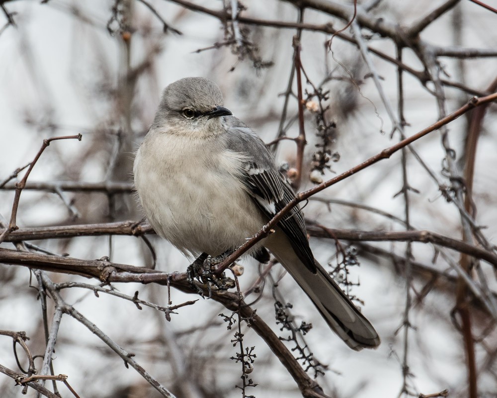 Northern Mockingbird - ML102941851