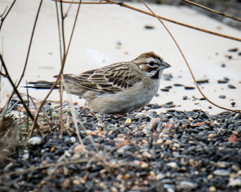 Lark Sparrow - ML102941891