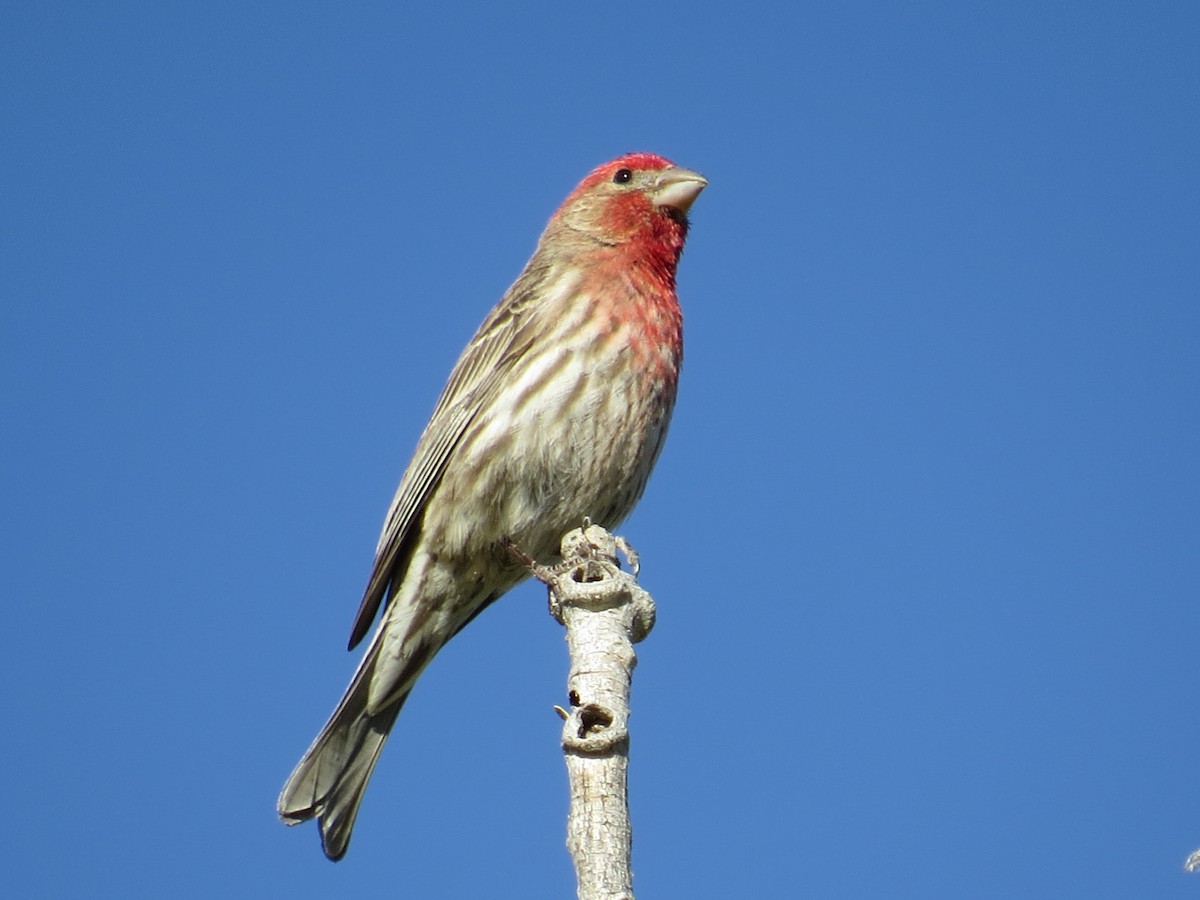 House Finch - ML102942681