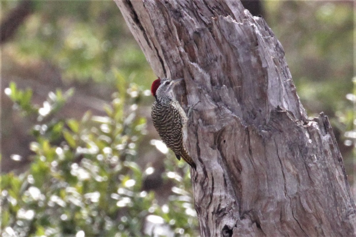 Reichenow's Woodpecker - ML102943881