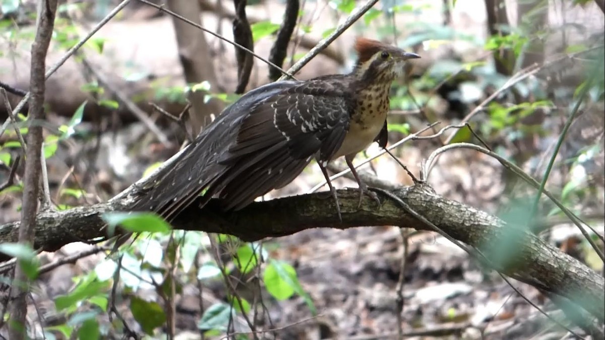 Pheasant Cuckoo - Leandro Bareiro Guiñazú