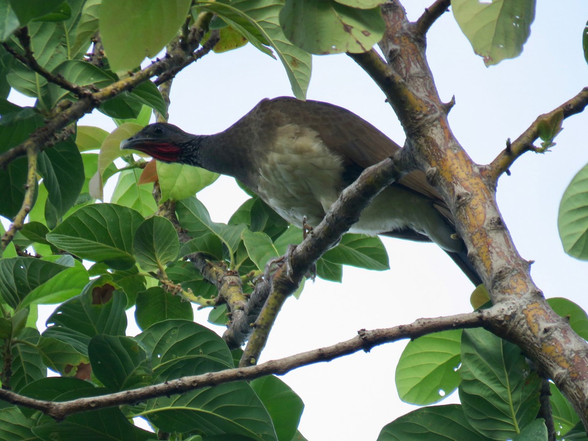 White-bellied Chachalaca - John van Dort