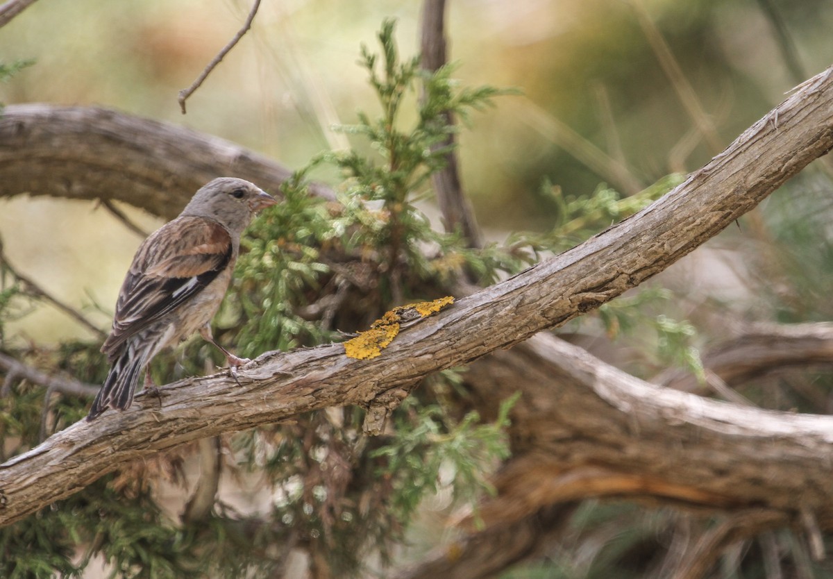 Yemen Linnet - ML102945481