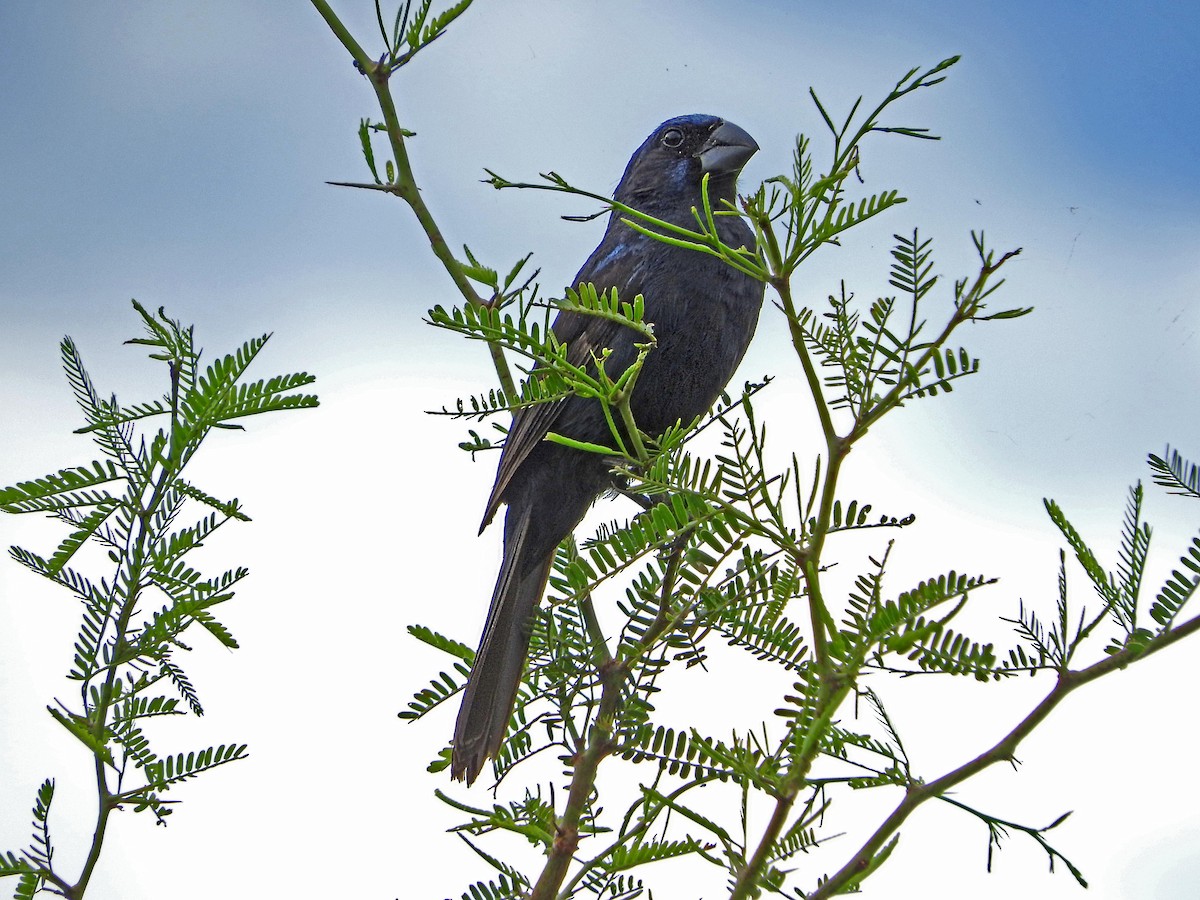 Ultramarine Grosbeak - ML102945511