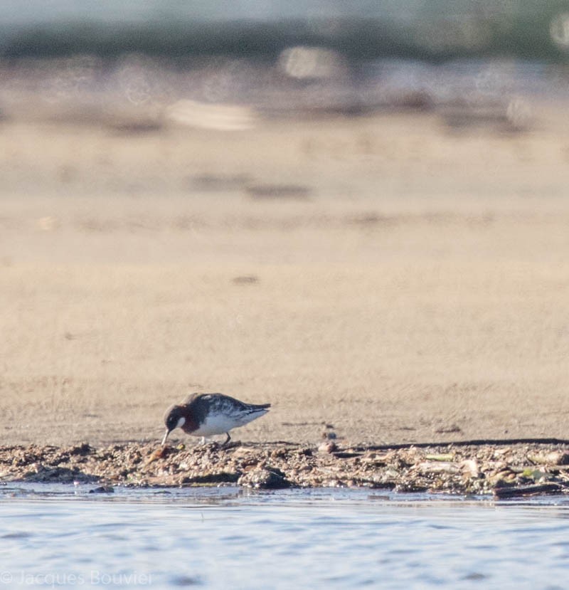 Red-necked Phalarope - Jacques Bouvier