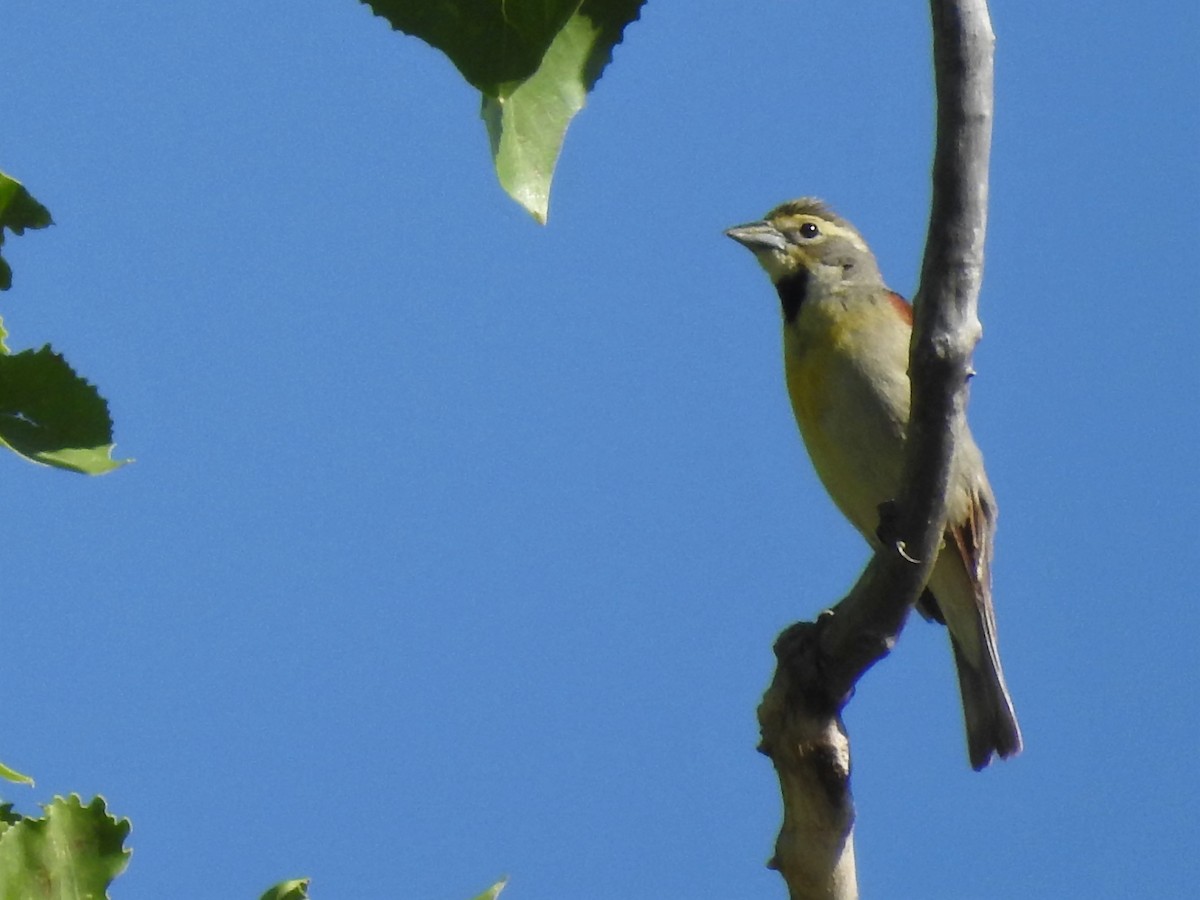 Dickcissel - ML102947831