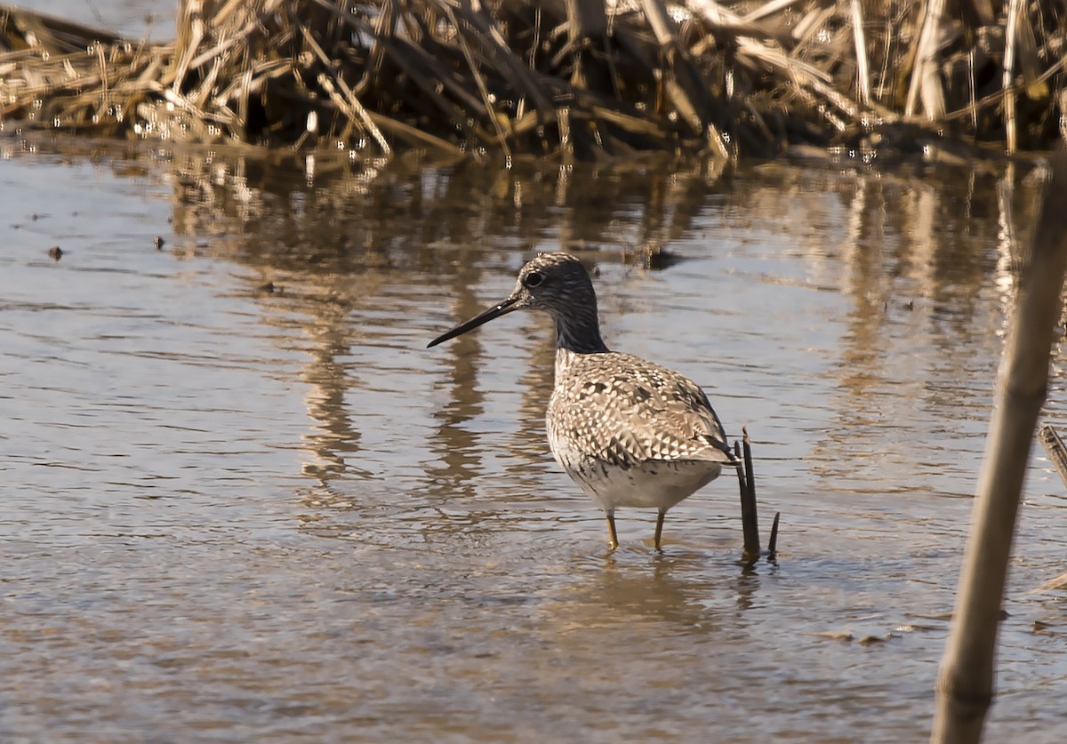 Lesser Yellowlegs - ML102950771