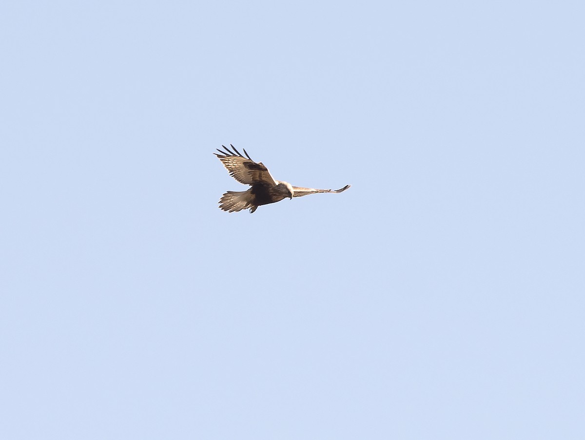 Rough-legged Hawk - ML102950921