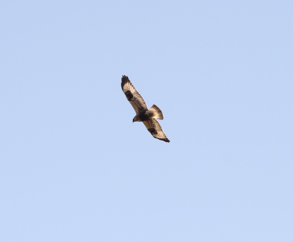 Rough-legged Hawk - ML102950931