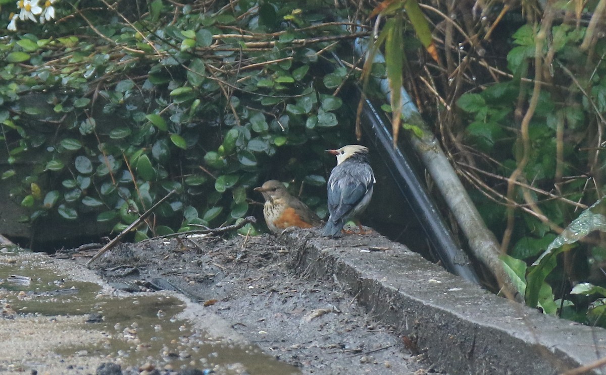 Gray-backed Thrush - Allen Lyu