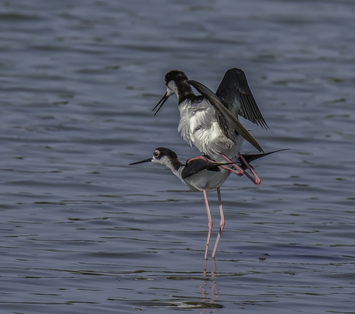 Black-necked Stilt - ML102952301