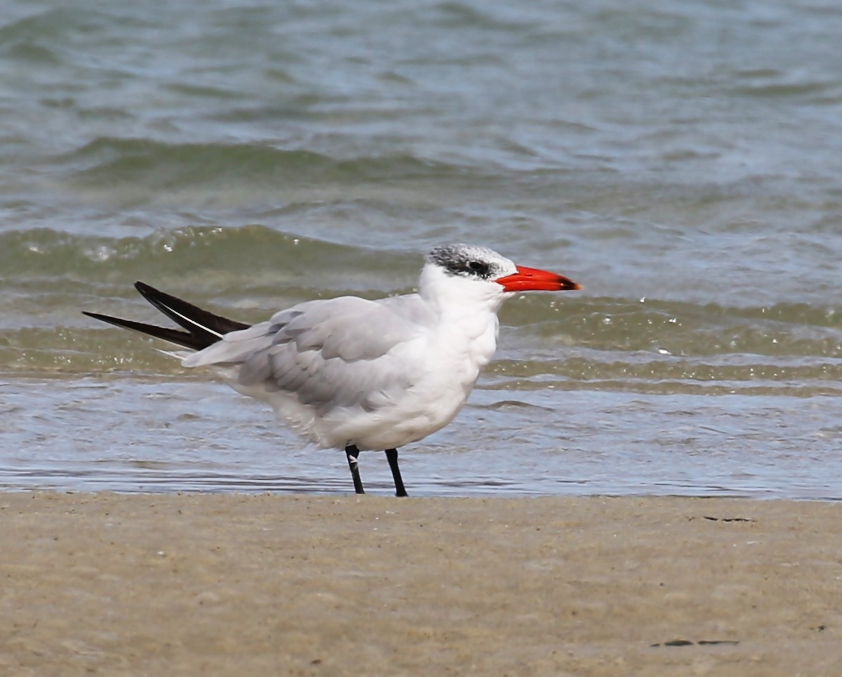 Caspian Tern - ML102952451