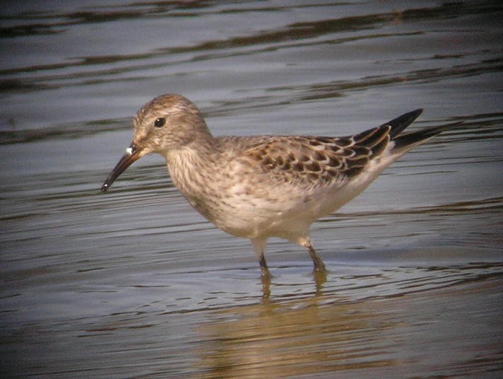 White-rumped Sandpiper - ML102954811