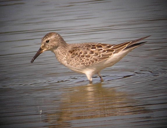 White-rumped Sandpiper - ML102954821