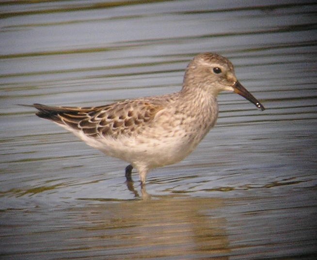 White-rumped Sandpiper - ML102954831