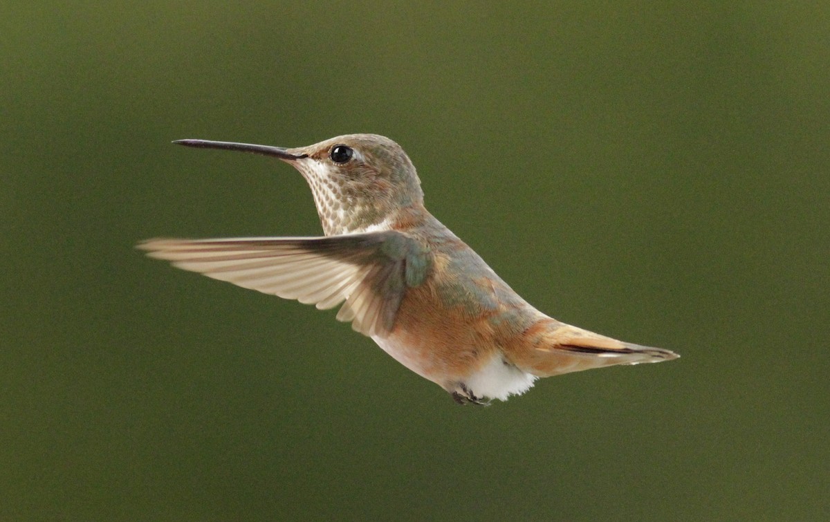 Rufous Hummingbird - Steve Bennett