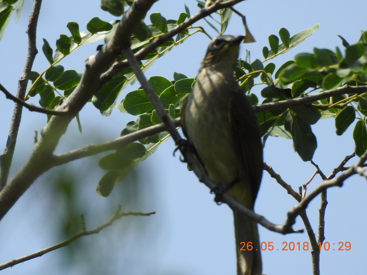 White-browed Bulbul - ML102958851