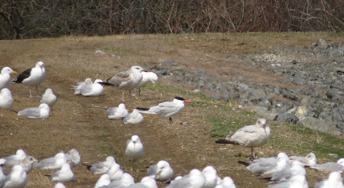 Caspian Tern - ML102959511