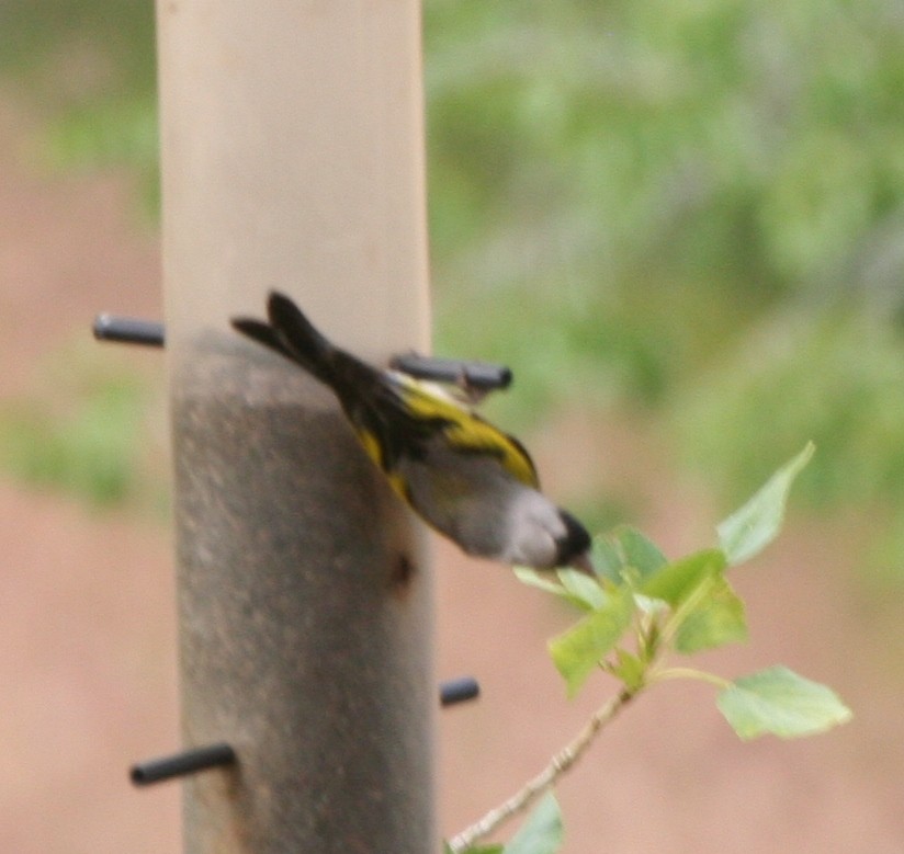 Lawrence's Goldfinch - ML102959881