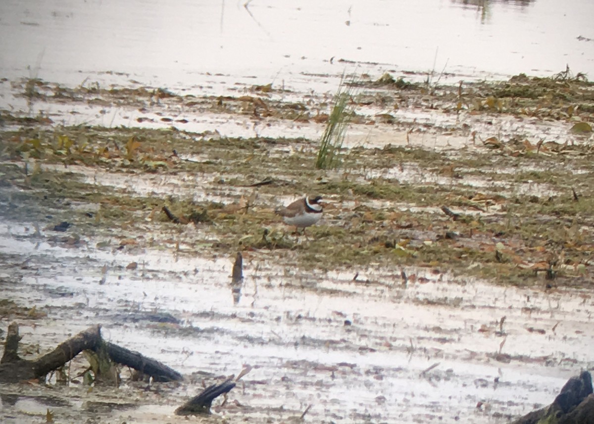Semipalmated Plover - ML102960691