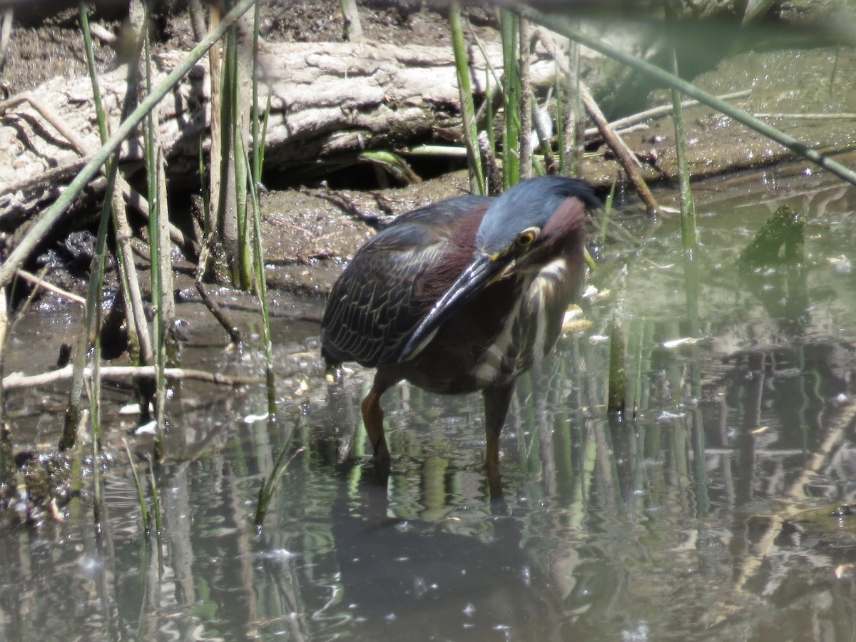 Green Heron - ML102963831