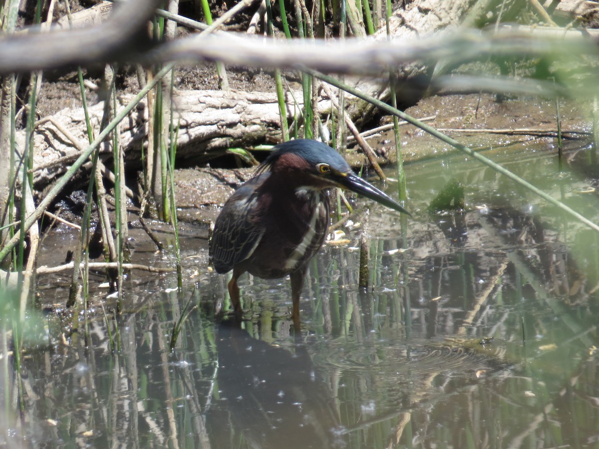 Green Heron - ML102963931