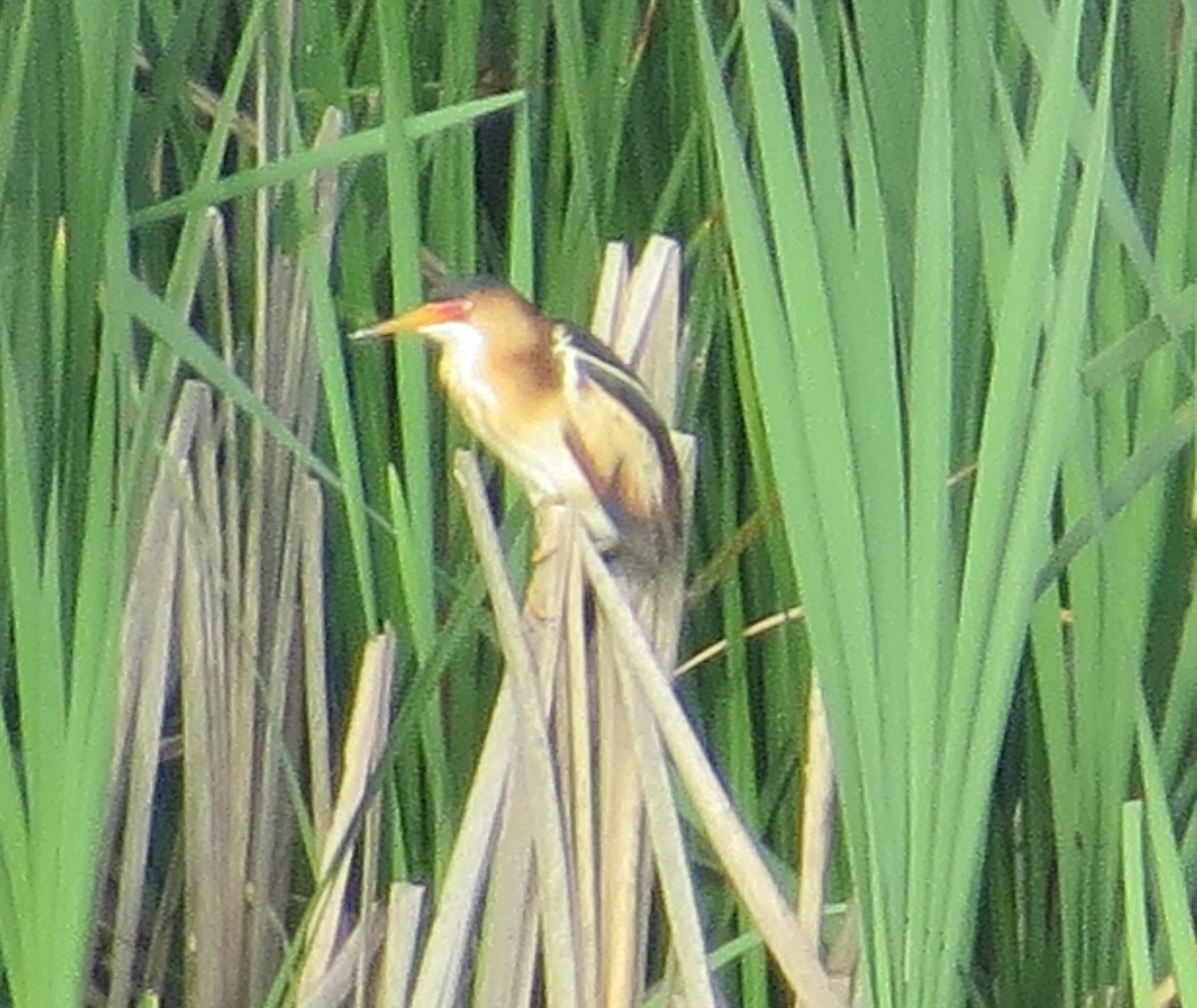 Least Bittern - ML102964981