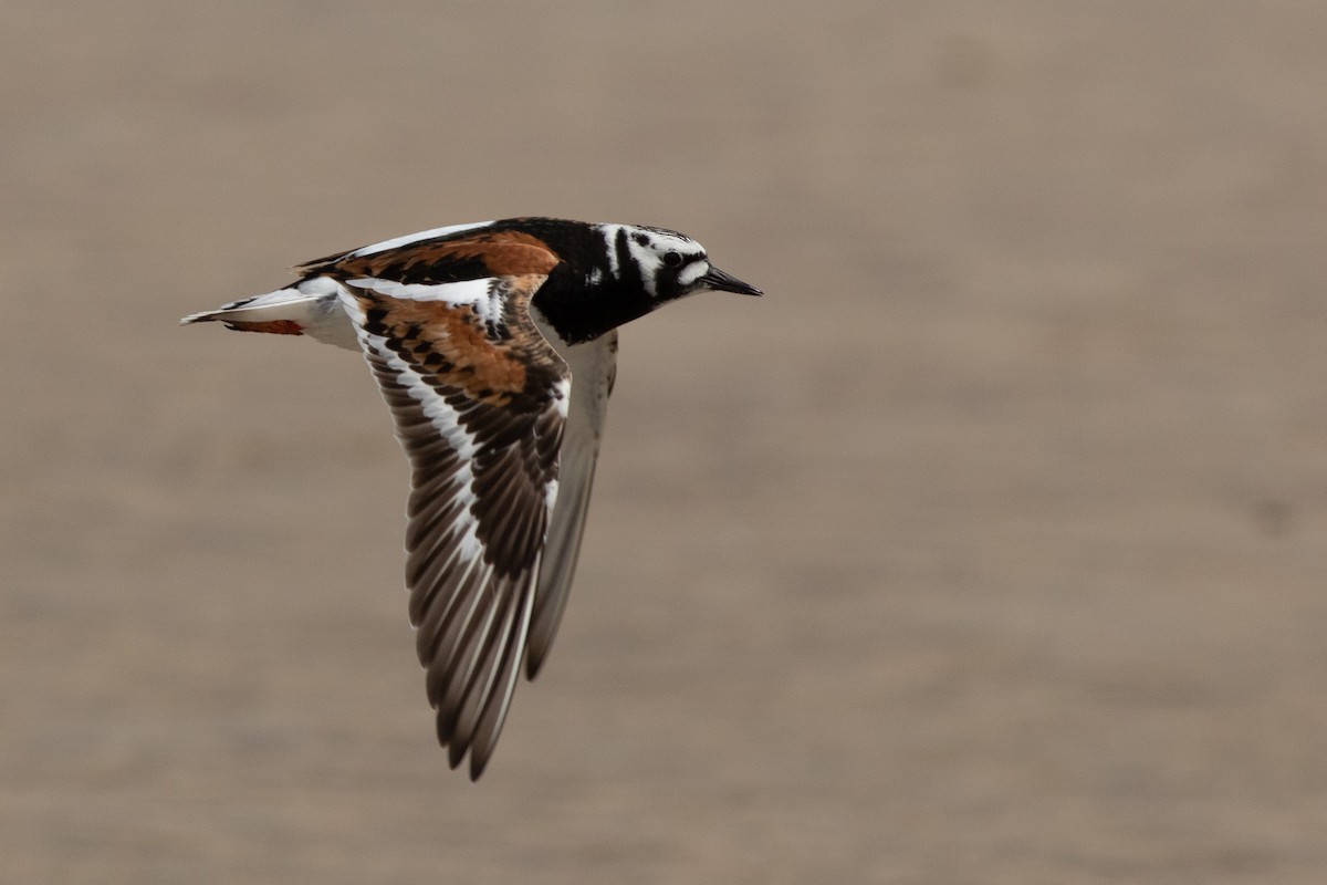 Ruddy Turnstone - Max McCarthy