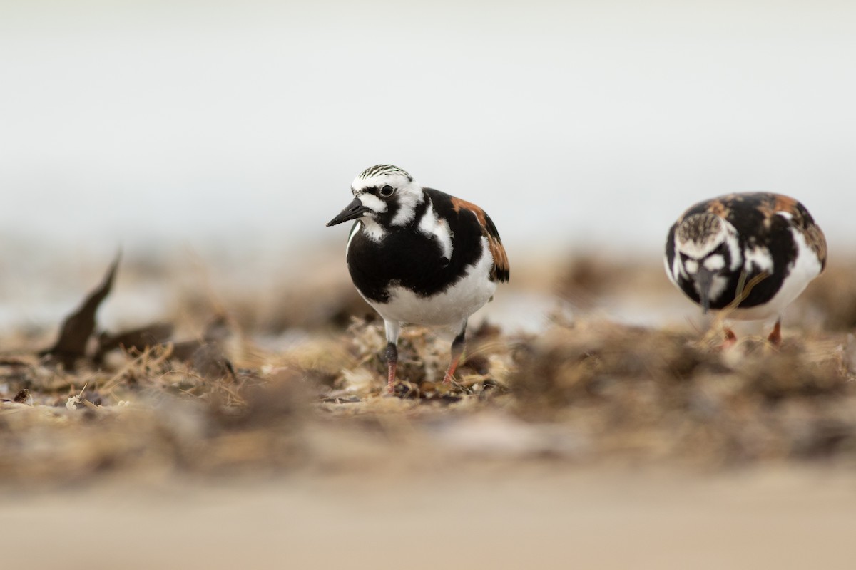 Ruddy Turnstone - Max McCarthy