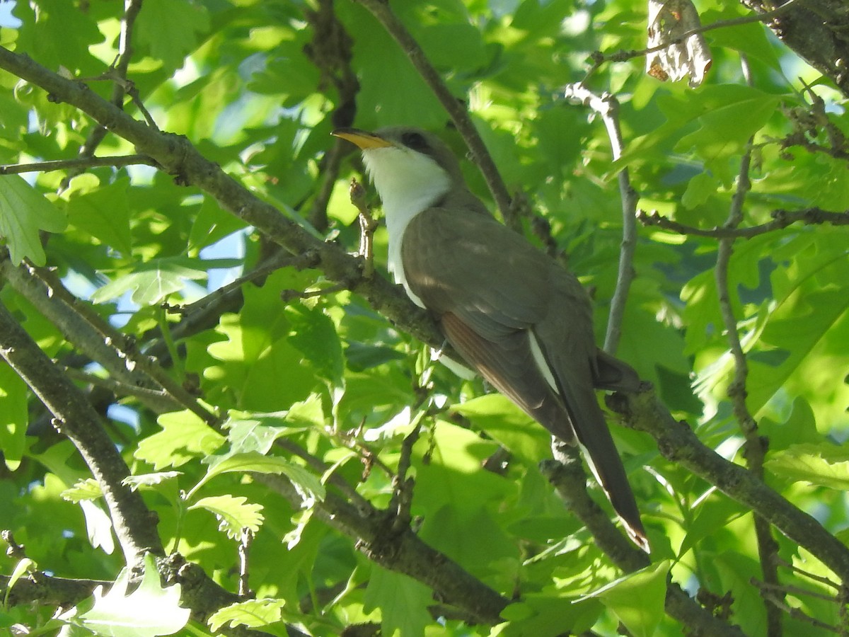 Yellow-billed Cuckoo - Paul Suchanek