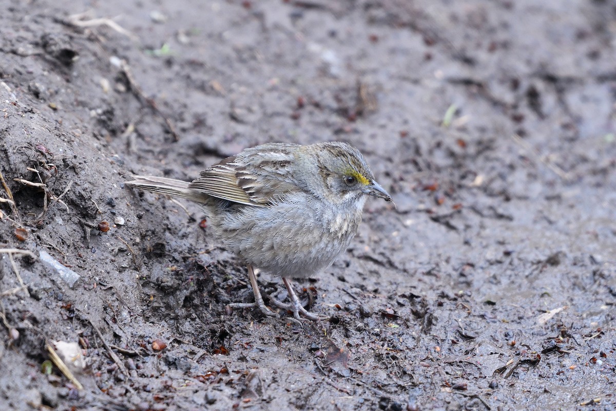 Seaside Sparrow - ML102967111