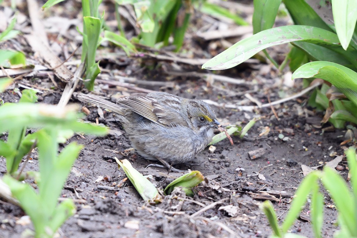 Seaside Sparrow - ML102967161