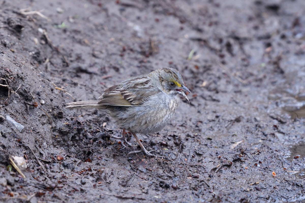 Seaside Sparrow - ML102967181