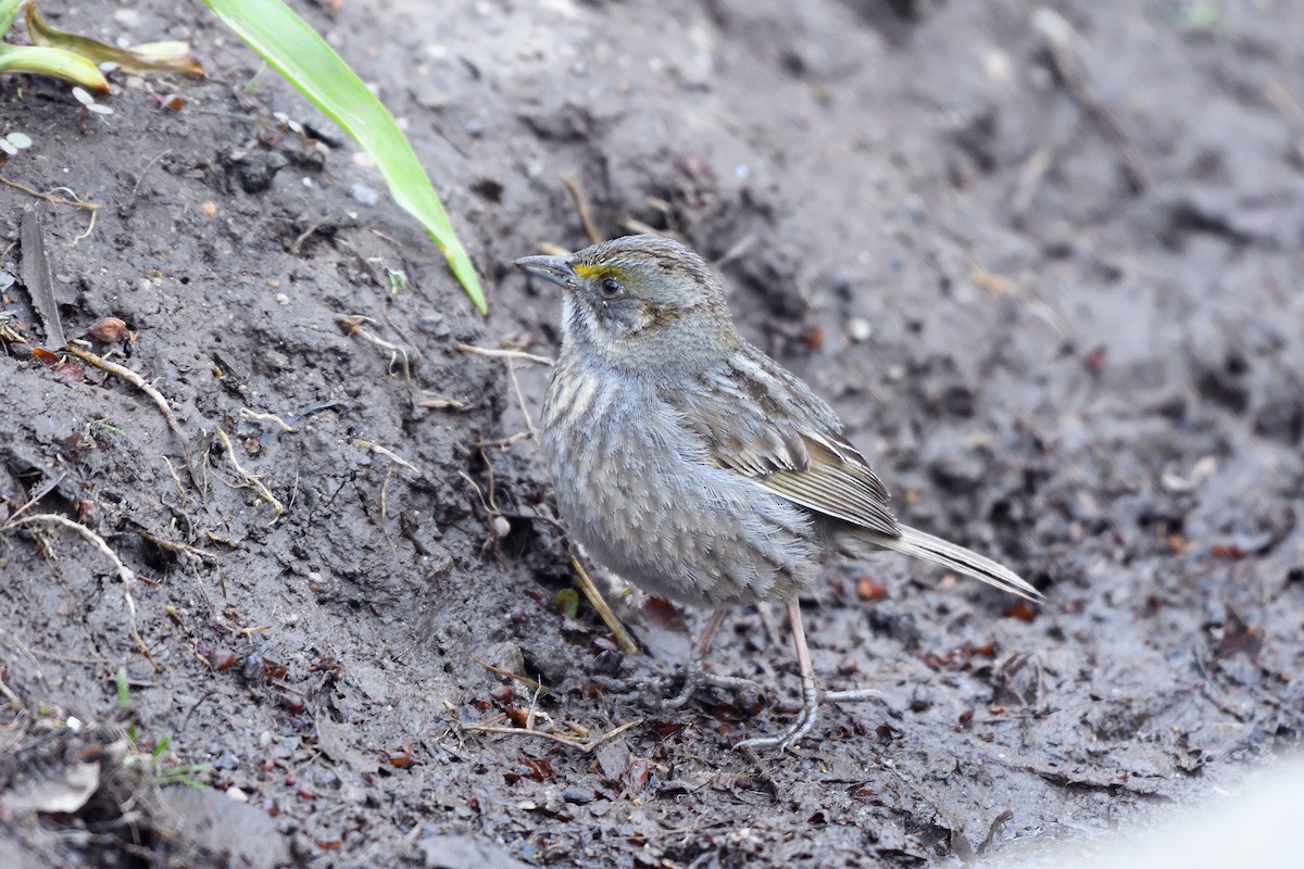 Seaside Sparrow - ML102967201