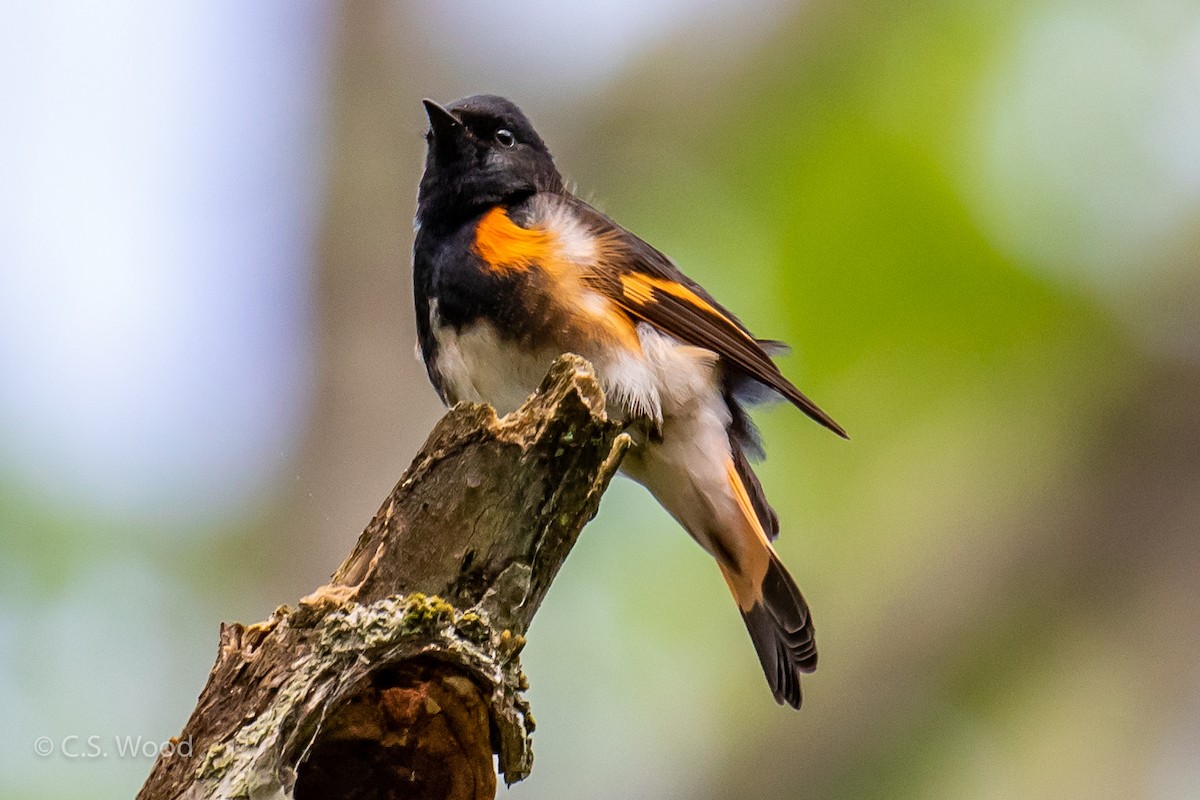 American Redstart - ML102968321