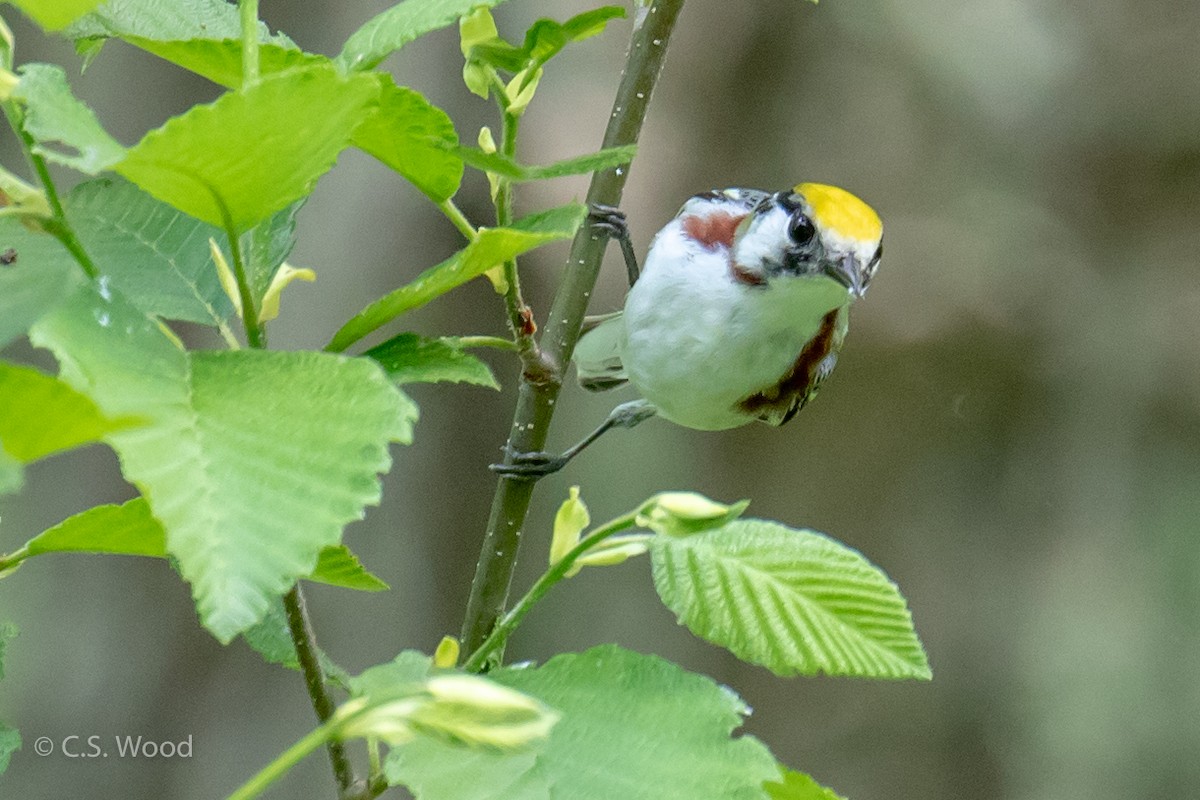 Chestnut-sided Warbler - ML102968361