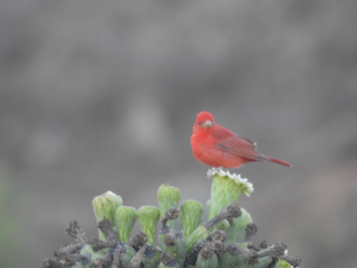 Summer Tanager - Jacob Mathison