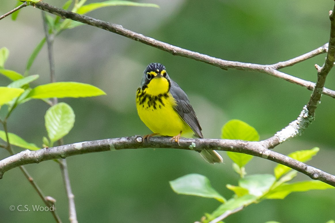 Canada Warbler - ML102968421