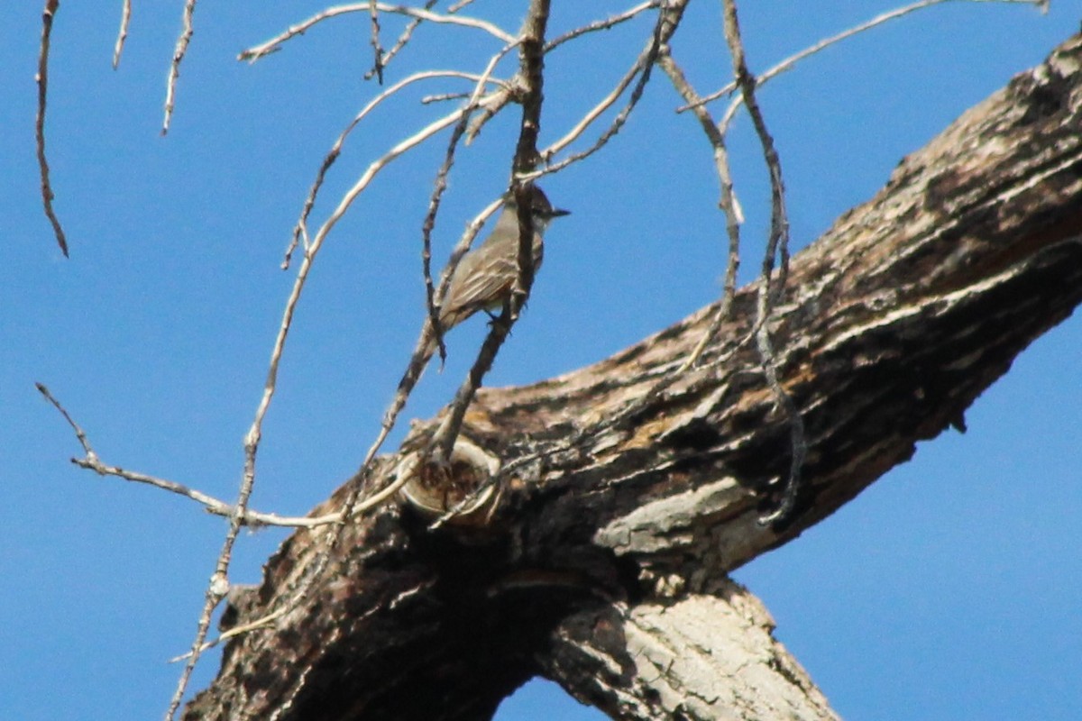 Ash-throated Flycatcher - David Lerwill