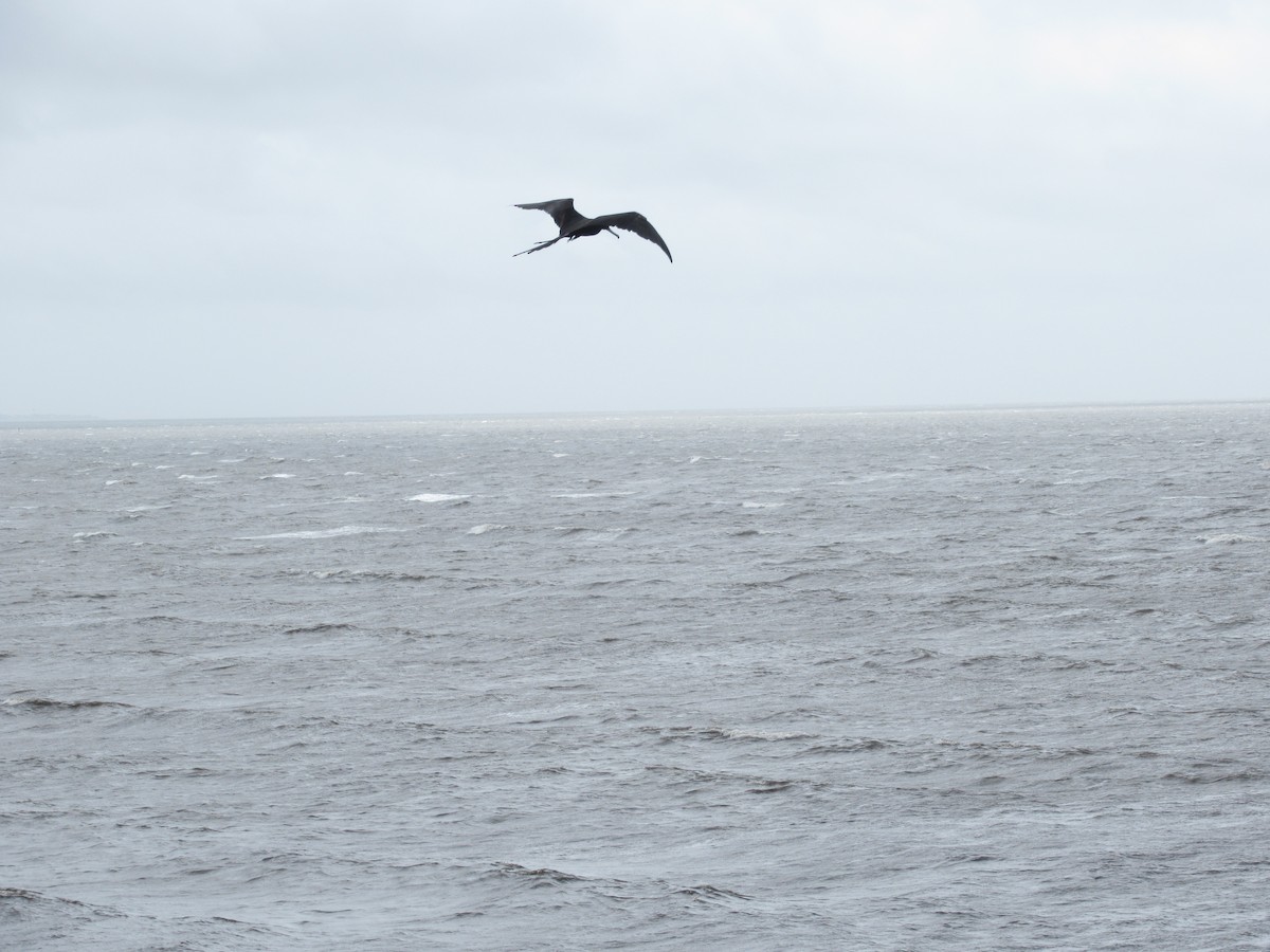 Magnificent Frigatebird - Mark Kiser